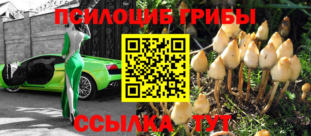 Галлюциногенные грибы Psilocybe Каспийск